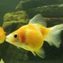 freshwater fish - carassius auratus - crown pearlscale goldfish stocking in 46 gallons tank - Ben my pearscale, he's only about a year old
