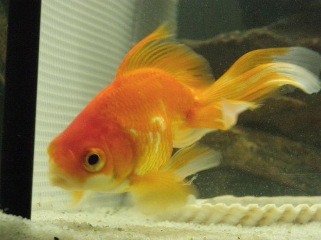 freshwater fish - carassius auratus - red oranda goldfish stocking in 46 gallons tank - my first goldfish who i have had for over a yr now, biggest in the tank!

please leave comments