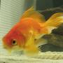 freshwater fish - carassius auratus - red oranda goldfish stocking in 46 gallons tank - my first goldfish who i have had for over a yr now, biggest in the tank! please leave comments