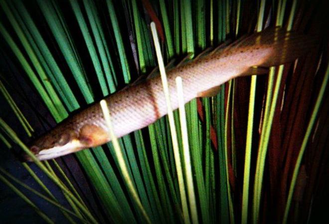 freshwater fish - polypterus senegalus - cuvier bichir stocking in 75 gallons tank - Polypterus Senegalus