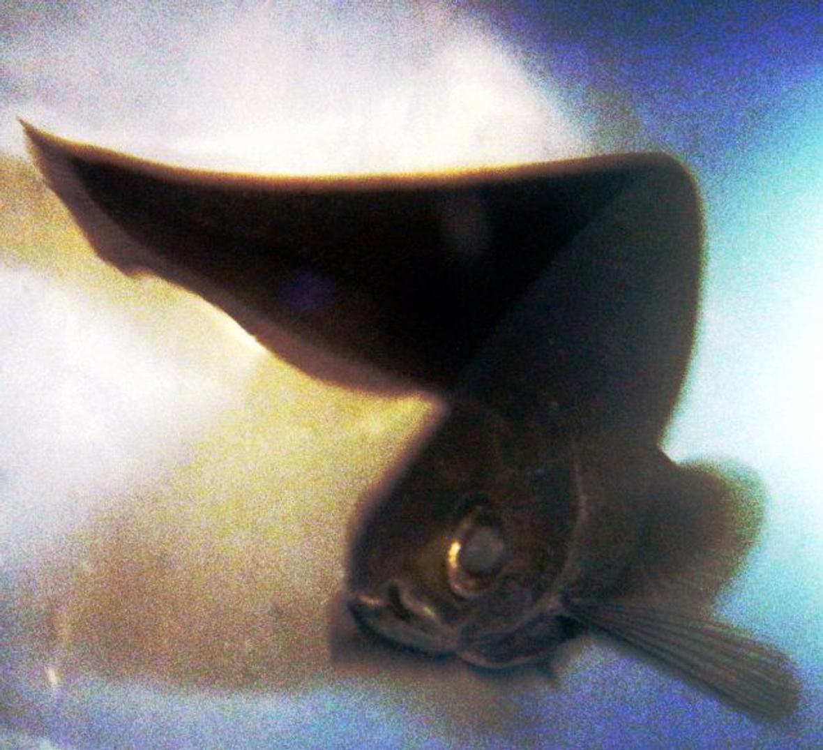 freshwater fish - apteronotus albifrons - black ghost knifefish stocking in 75 gallons tank - African Knife Fish