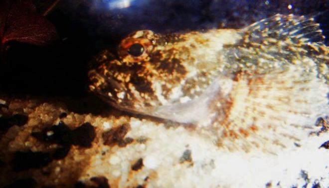 freshwater fish - cottus carolinae - banded sculpin stocking in 75 gallons tank - Banded Sculpin

(This is a freshwater fish, Can someone move to proper category?)