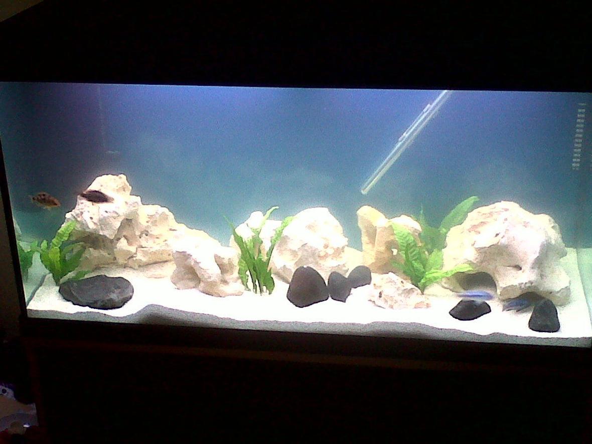 42 gallons freshwater fish tank (mostly fish and non-living decorations) - African lake malawi cichlids