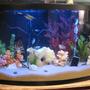 55 gallons freshwater fish tank (mostly fish and non-living decorations) - 55 Gallon Bowfront