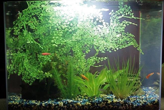 12 gallons freshwater fish tank (mostly fish and non-living decorations) - Eclipse 12 gallon aquarium. You can see the Danios in the shot. If you look closely you can see a Guppy. I love the bio wheel filter. Excellent starter aquarium. Increases your chances of success with the hobby. All decorations are artificial.