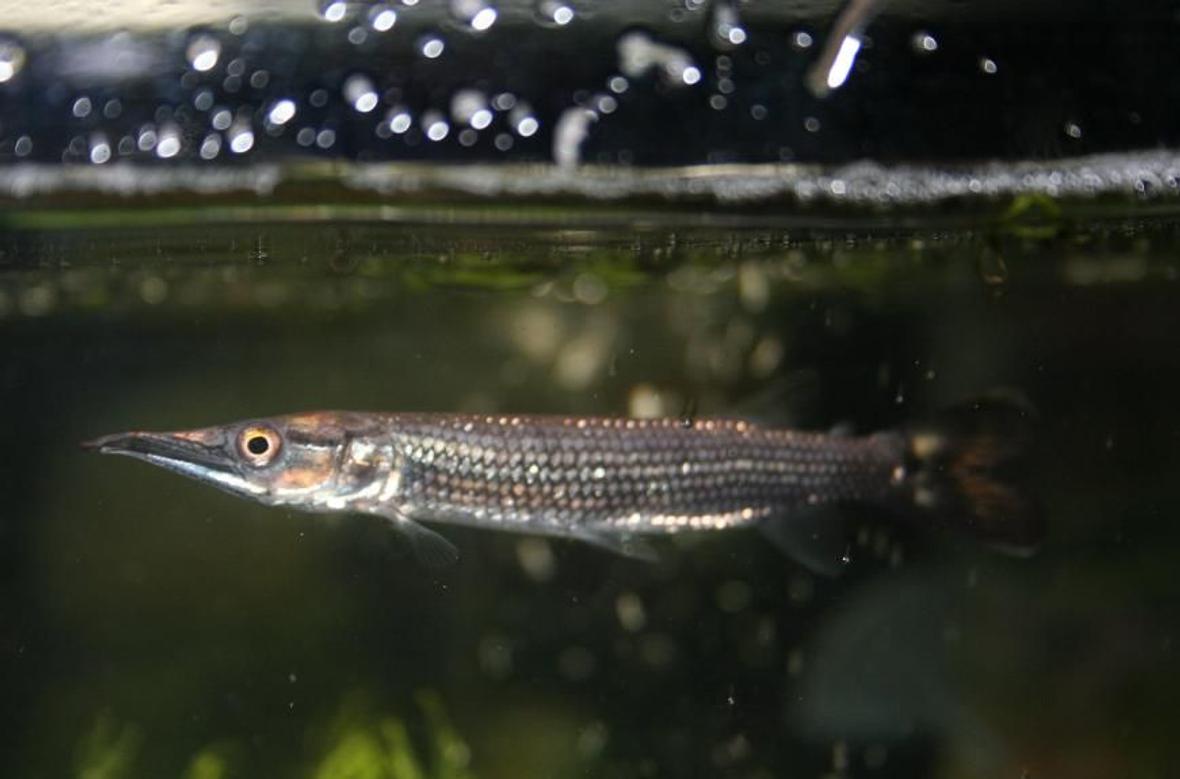 freshwater fish - ctenolucius hujeta - hujeta gar stocking in 75 gallons tank - my hujeta gar