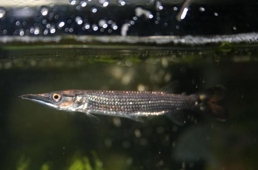 Rated #33: Freshwater Fish - Ctenolucius Hujeta - Hujeta Gar Stocking In 75 Gallons Tank - my hujeta gar