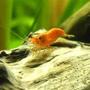 corals inverts - neocaridina denticulata sinensis - red cherry shrimp stocking in 20 gallons tank - Red cherry Shrimp