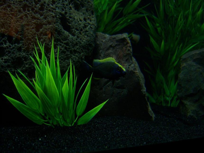 Rated #127: Freshwater Fish - Otopharynx Lithobates - Sulphur Crested Lithobate Stocking In 65 Gallons Tank - My young male Otopharynx Lithobates starting to color! :)