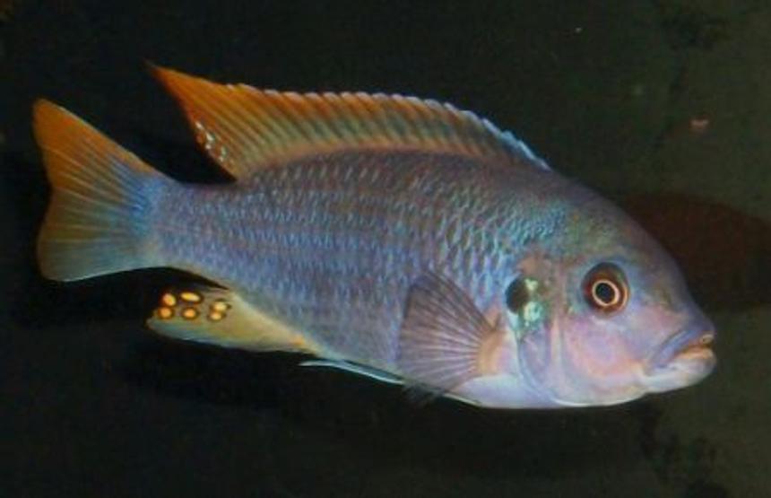 Rated #435: Freshwater Fish - Metriaclima Greshakei - Ice Blue Red Top Zebra Stocking In 55 Gallons Tank - My Dominate Male Metriaclima Greshakei