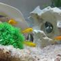 fish tank picture - Yellow labs, red zebras