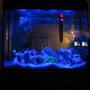 fish tank picture - Moonlight special