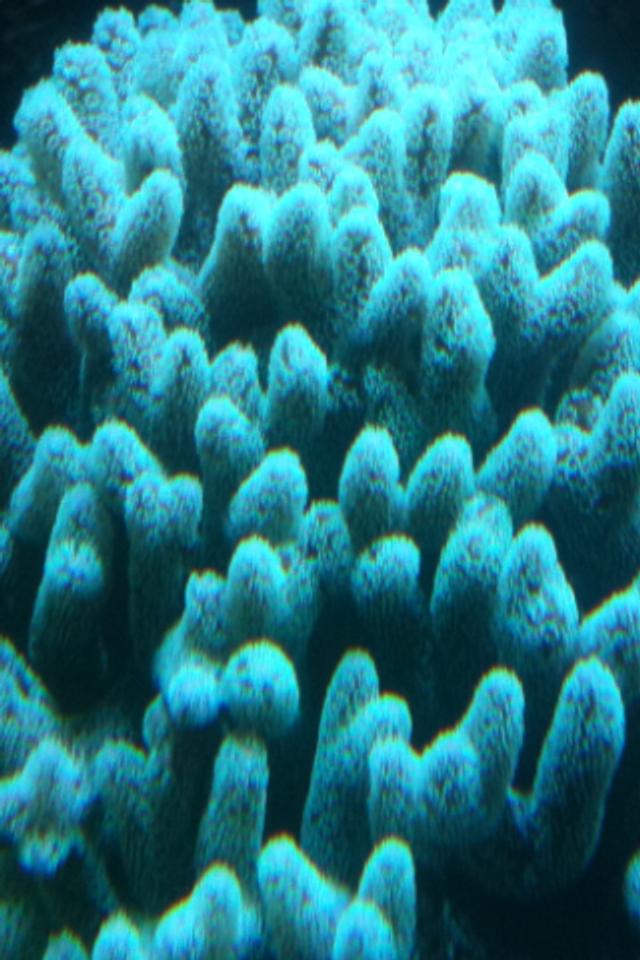 corals inverts - acropora sp. - acropora coral stocking in 182 gallons tank - coral