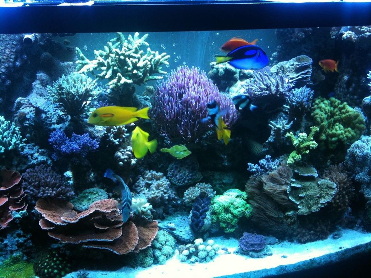 182 gallons reef tank (mostly live coral and fish) - tank