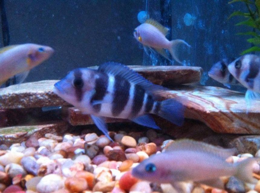 Rated #627: Freshwater Fish - Cyphotilapia Frontosa - Frontosa Cichlid Stocking In 54 Gallons Tank - Frontosa