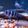 freshwater fish - cyphotilapia frontosa - frontosa cichlid stocking in 54 gallons tank - Frontosa