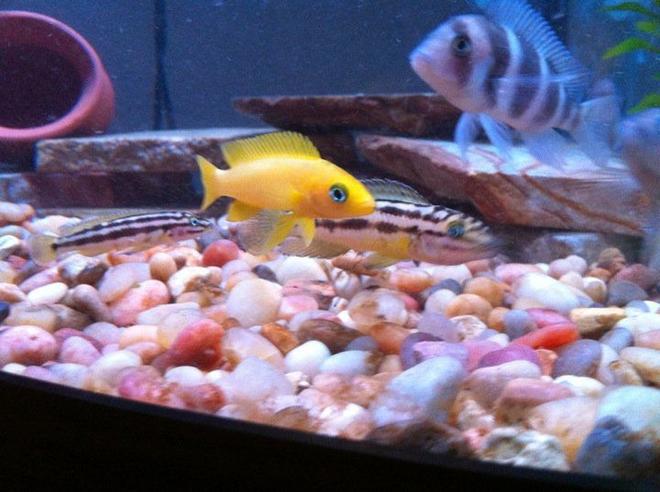 54 gallons freshwater fish tank (mostly fish and non-living decorations) - Lelupi