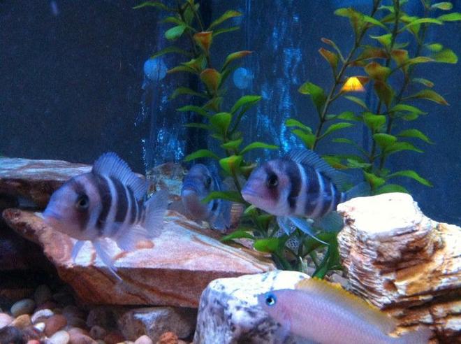 freshwater fish - cyphotilapia frontosa - frontosa cichlid stocking in 54 gallons tank - 3 Fronts