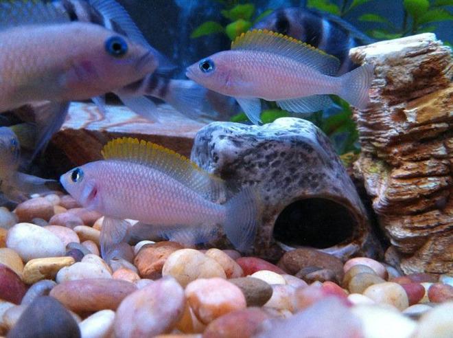 freshwater fish - neolamprologus caudopunctatus - caudopunctatus cichlid stocking in 54 gallons tank - Breeding Pair