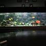110 gallons freshwater fish tank (mostly fish and non-living decorations) - 110 Gallon, Assorted Malawi Cichlids.