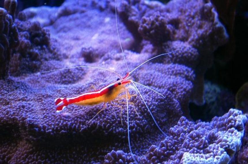 Rated #18: Corals Inverts - Lysmata Amboinensis - Scarlet Skunk Cleaner Shrimp Stocking In 150 Gallons Tank - cleaner shrimp on montipora undata