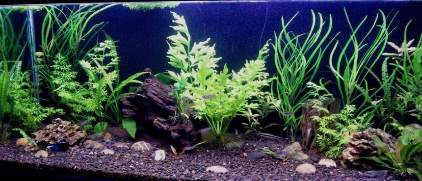 Rated #69: 65 Gallons Planted Tank - 48x18x18 Planted tank
Just planted, not grown out yet.