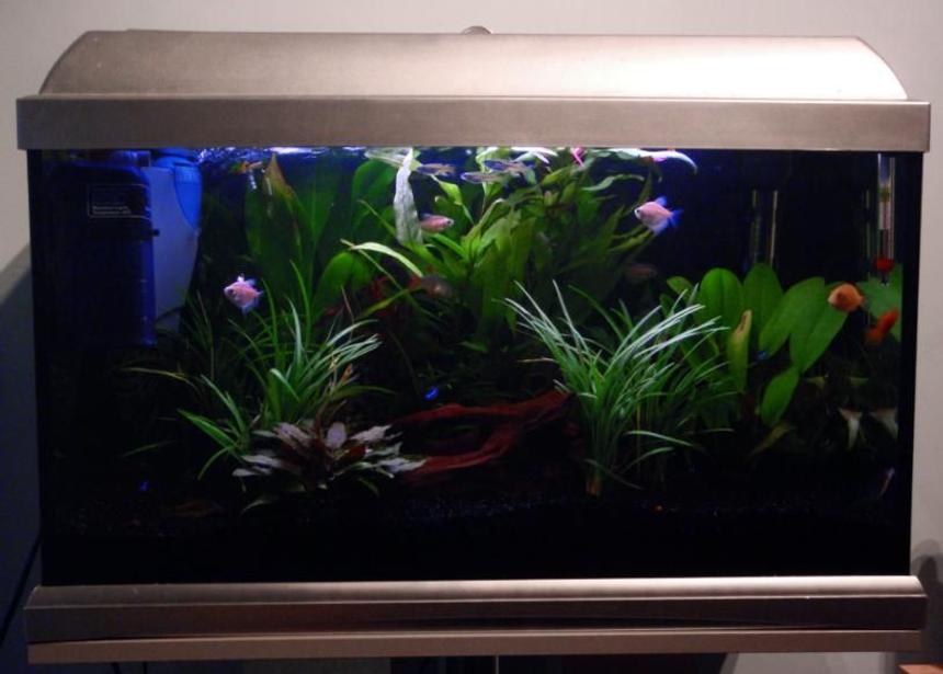 Rated #138: 13 Gallons Planted Tank - My Tank :)