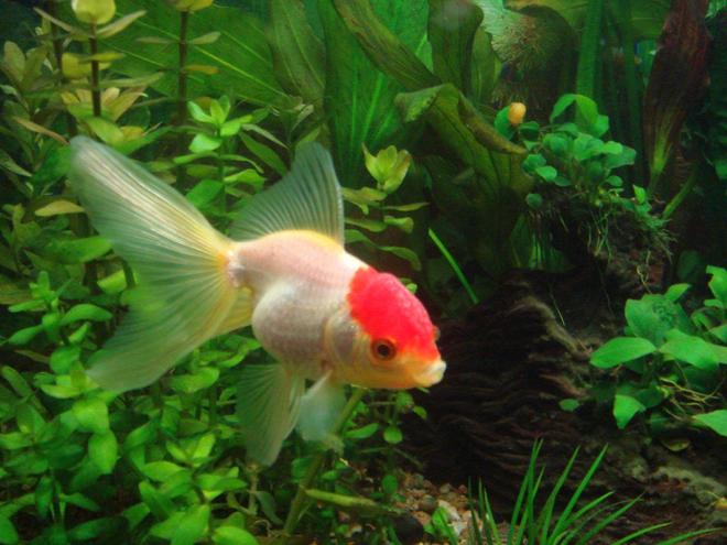 freshwater fish - carassius auratus - red cap oranda goldfish stocking in 25 gallons tank - redcap