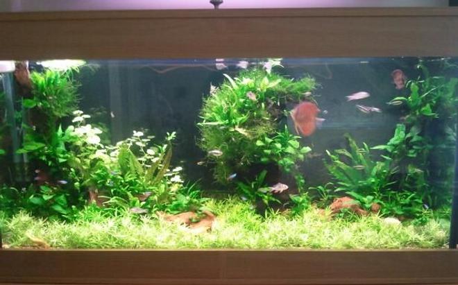 75 gallons planted tank (mostly live plants and fish) - Simple planted tank.