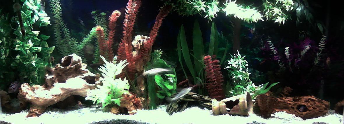 50 gallons freshwater fish tank (mostly fish and non-living decorations) - My 50 Gallon Fresh Water Assorted Cichlid Tank. Always a work in progess
