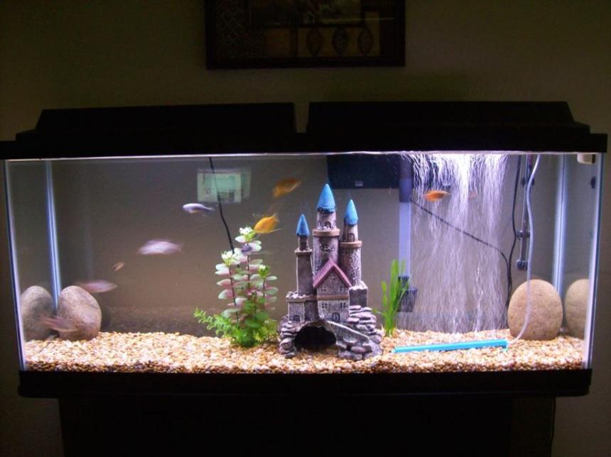 Rated #334: 55 Gallons Freshwater Fish Tank - 55 Gallon Tank