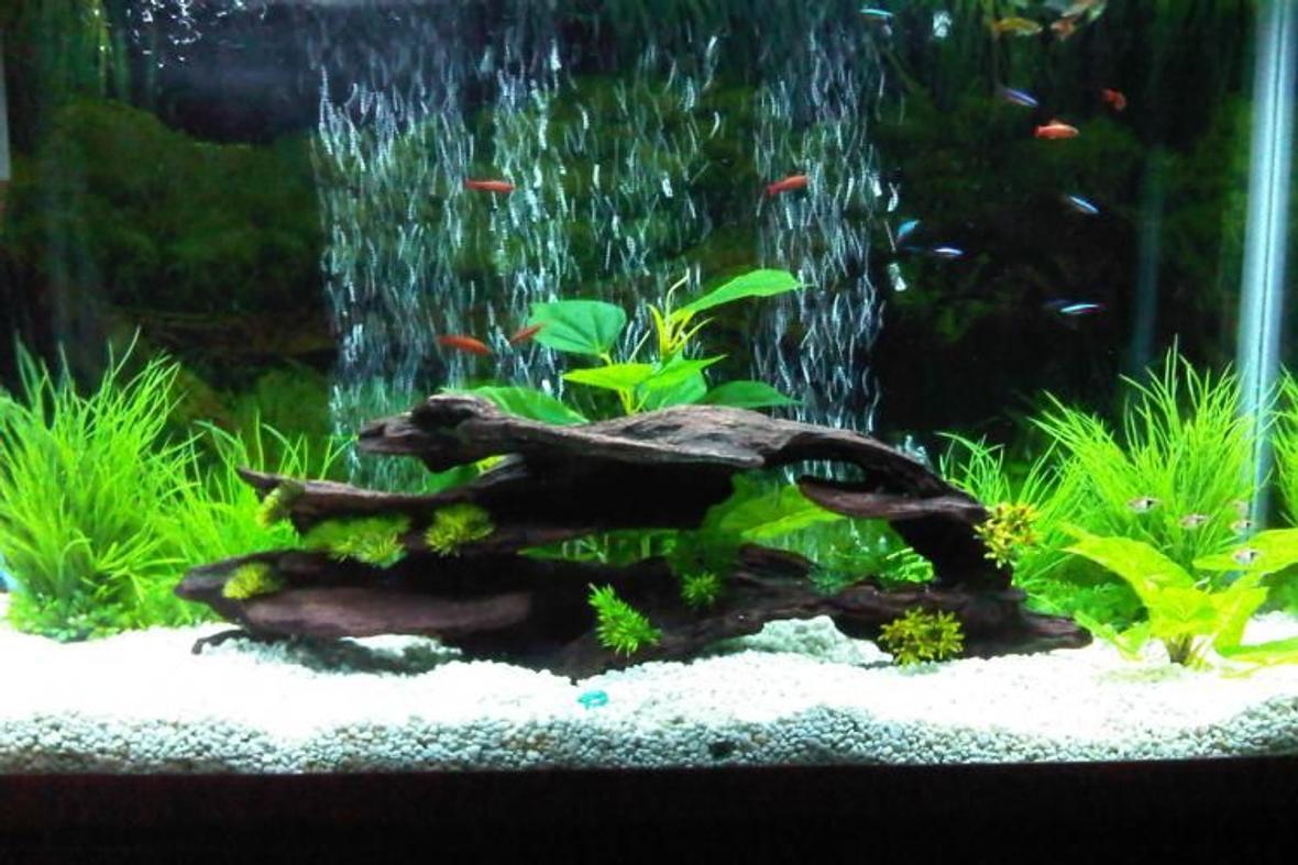 45 gallons freshwater fish tank (mostly fish and non-living decorations) - my first upload :D