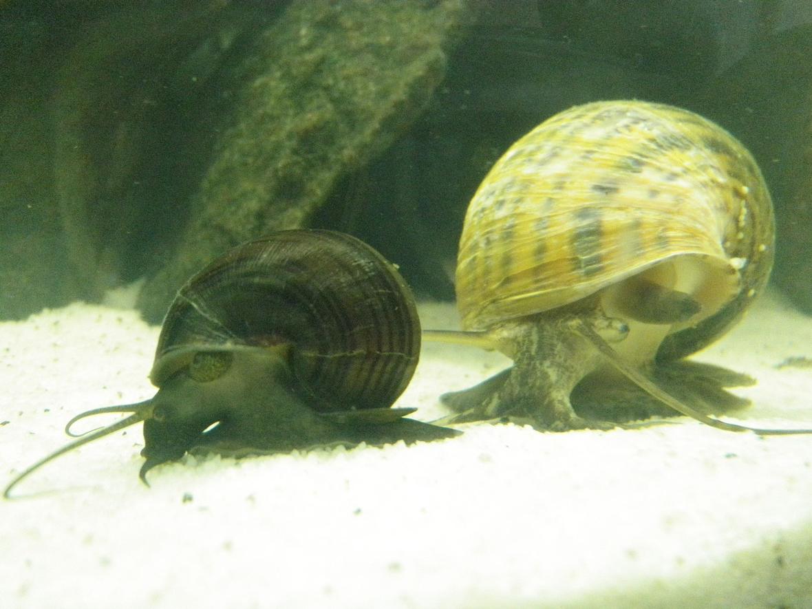 corals inverts - pomacea canaliculata - apple snail stocking in 46 gallons tank - My apple snails
