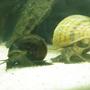 corals inverts - pomacea canaliculata - apple snail stocking in 46 gallons tank - My apple snails