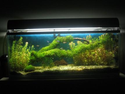 12 gallons planted tank (mostly live plants and fish) - Planted fish tank.