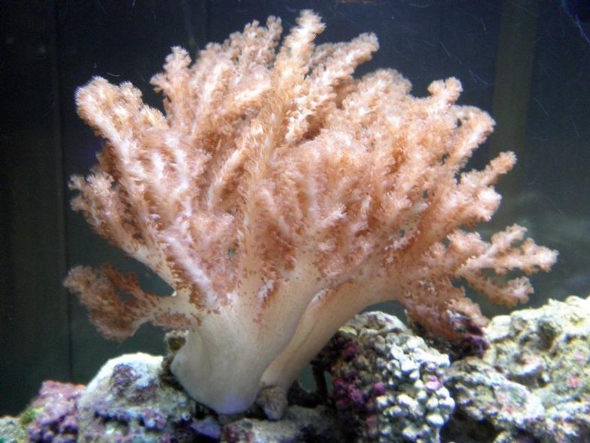Rated #24: Corals Inverts - Cladiella Sp. - Cauliflower Colt Coral Stocking In 55 Gallons Tank - Colt coral