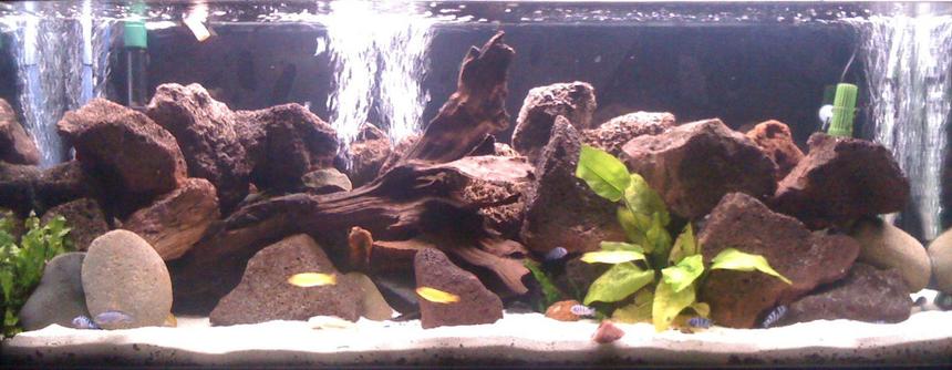 Rated #21: 55 Gallons Freshwater Fish Tank - African cichlid tank with at the moment 5 young Msobo, 12 young Demasoni,5 yellow labs, 5 bristle nose 2 of them albino and a pleco