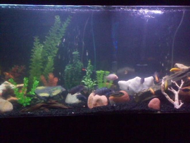 75 gallons freshwater fish tank (mostly fish and non-living decorations) - mixed cichlids