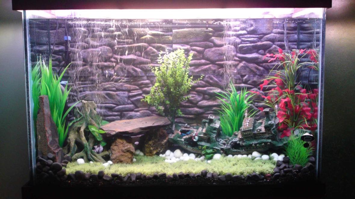 100 gallons freshwater fish tank (mostly fish and non-living decorations) - This is a fresh water Tank with dimentions L : 4ft., H : 2.5ft., D :1.5ft. It has tetras, Discus, catfish, angles, silver shark and red lobsters right now, I'll be adding some more very soon.