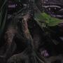 fish tank picture - A beautifull Artificial tree roots.