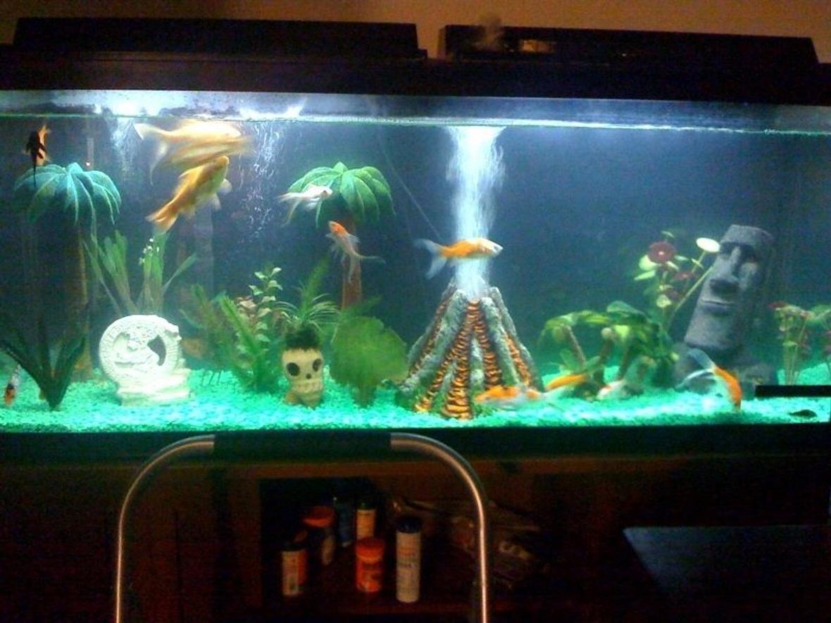 55 gallons freshwater fish tank (mostly fish and non-living decorations) - My traveling goldfish
