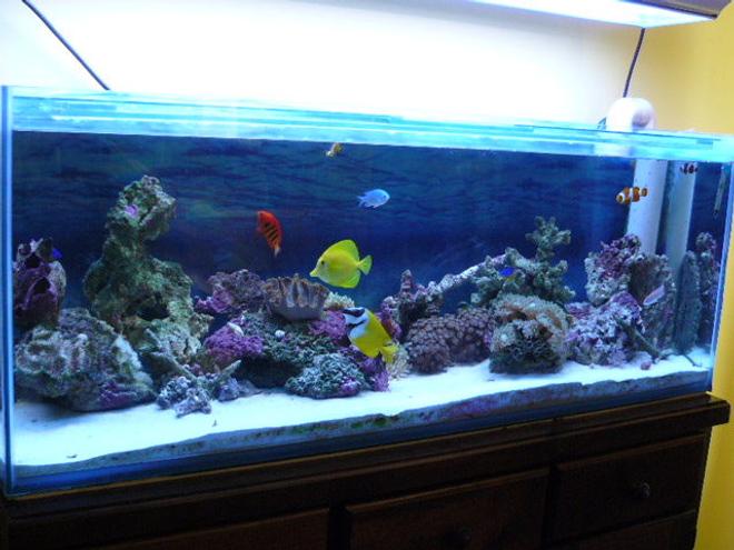 52 gallons reef tank (mostly live coral and fish) - my first reef tank. 20kg live sand. 20-25kg live rock. fox face, yellow tang, flame angel, blue chromis, 3 clowns, 2 damsels, pink anthia. 2 anemones. various soft corals.