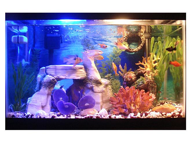 10 gallons freshwater fish tank (mostly fish and non-living decorations) - 10 gallon tank