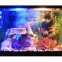 10 gallons freshwater fish tank (mostly fish and non-living decorations) - 10 gallon tank