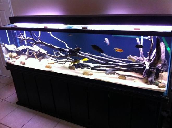 240 gallons freshwater fish tank (mostly fish and non-living decorations) - 240 long