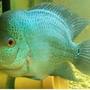 freshwater fish - cichlasoma sp. - blue diamond flowerhorn stocking in 75 gallons tank - Male Blue Diamond Flowerhorn