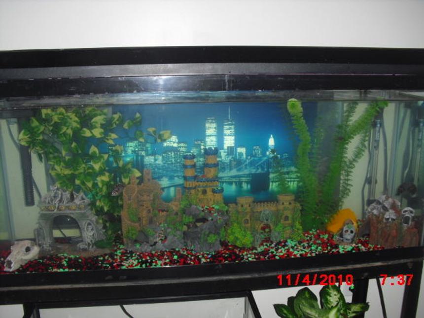 Rated #346: 50 Gallons Freshwater Fish Tank - skull island