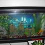 50 gallons freshwater fish tank (mostly fish and non-living decorations) - skull island