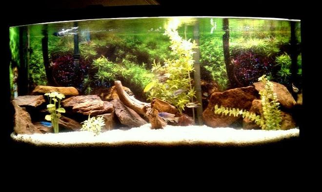 72 gallons freshwater fish tank (mostly fish and non-living decorations) - New Cichlid Tank