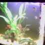 14 gallons freshwater fish tank (mostly fish and non-living decorations) - sorry for the bad pic